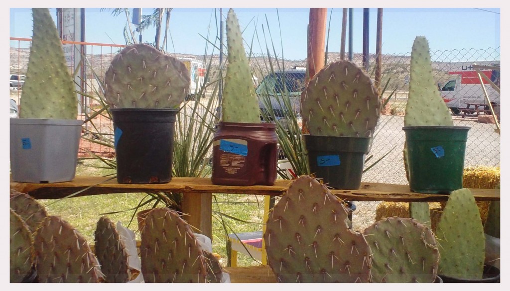 cacti